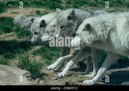 Grauwolf in Gefangenschaft, unfähig, in freier Wildbahn zu überleben, im Grizzly and Wolf Discovery Center in West Yellowstone Mountana. Stockfoto