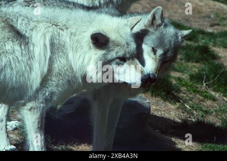 Grauwolf in Gefangenschaft, unfähig, in freier Wildbahn zu überleben, im Grizzly and Wolf Discovery Center in West Yellowstone Mountana. Stockfoto