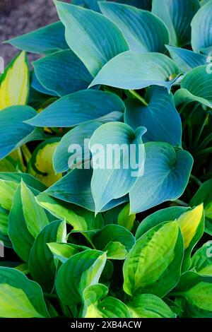 Vollformatbild von Hostas, ein Schatten, der krautige Stauden verträgt - John Gollop Stockfoto