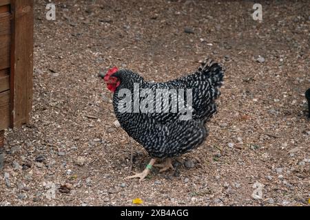 Ein schwarz-weißes Huhn auf der Suche nach Essen. Stockfoto