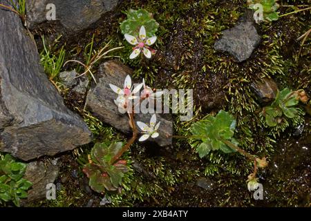 Hier wächst Micranthes stellaris (Sternensaxifrage) mit dem Moos Bryum julaceum im Snowdonia-Nationalpark. Stockfoto