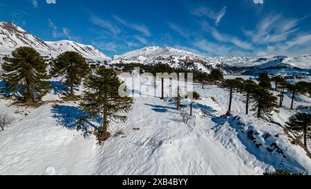 Luftaufnahme von Araukarien mit Schnee. Im Hintergrund sehen Sie den Vulkan Copahue. Stockfoto