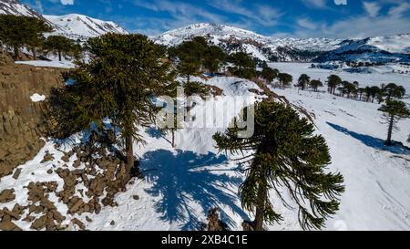 Luftaufnahme von Araukarien mit Schnee. Im Hintergrund sehen Sie den Vulkan Copahue. Stockfoto