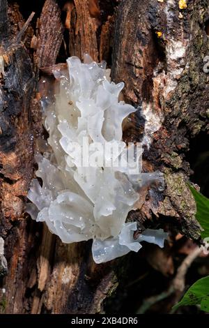 Tremella fuciformis, auch bekannt als Schneepilz - Pisgah National Forest, in der Nähe von Brevard, North Carolina, USA Stockfoto