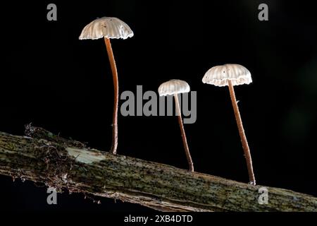 Nahaufnahme von drei kleinen weißen Pilzen (Marasmius sp.) Wächst auf einem Ast vor schwarzem Hintergrund - Brevard, North Carolina, USA Stockfoto