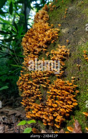 Goldener Trompetenpilz (Xeromphalina campanella) - Cat Gap Loop Trail, Pisgah National Forest, Brevard, North Carolina, USA Stockfoto