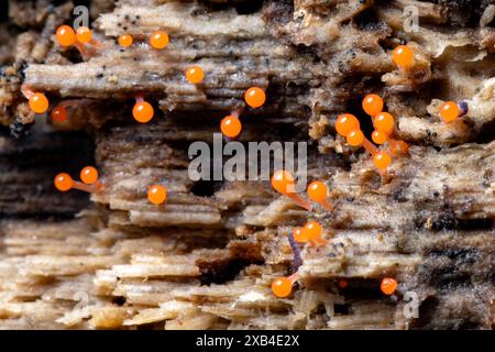 Hämatrichia sp. Von Slime Mold - Pisgah National Forest, in der Nähe von Brevard, North Carolina, USA Stockfoto