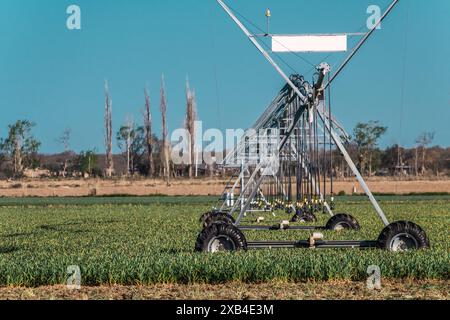 Pivot-Bewässerungssystem in Wüstenfeldern. Stockfoto