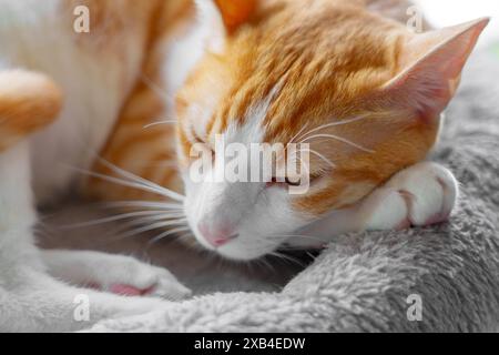 Nahaufnahme einer Ingwerweißen Katze mit orangefarbenem Fell und müden Augen, die friedlich unter der Mittagssonne vom Fenster aus ruhen Stockfoto