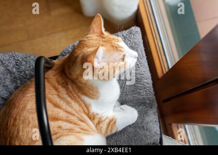 Eine orange-weiße Tabbykatze sitzt auf einem grauen Kissen und blickt aus einem Fenster, fasziniert von der Aussicht nach draußen. Süßes, lustiges rotes Kätzchen Stockfoto