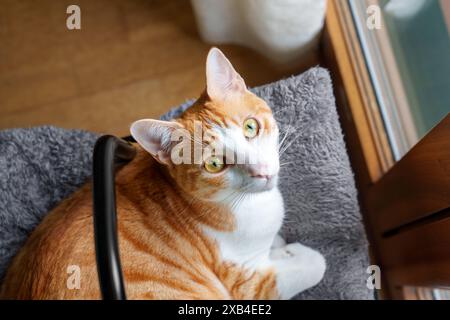 Eine süße Ingwerkatze mit großen grünen Augen und orangefarbenem Fell, die auf seinem flauschigen Bett mit einem bequemen Kissen liegt. Draufsicht Stockfoto