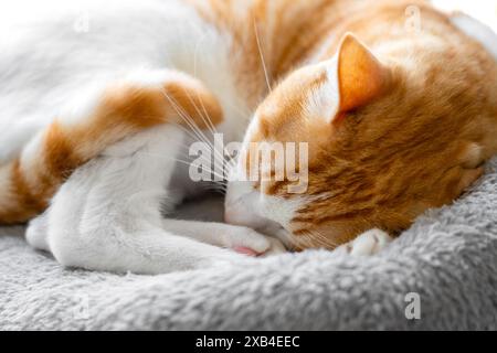 Schlafende orangene und weiße Katze, die sich an einem sonnigen Morgen in einem Bett zusammengerollt hat. Schnurrhaare von ruhenden roten Kätzchen aus nächster Nähe Stockfoto