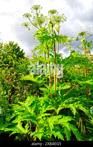 Heracleum sosnowskyi, Sosnowsky's Hogweed ist eine invasive außerirdische Art der Europäischen Union. Es ist gefährlich für den Menschen, weil selbst kleine Tropfen des p Stockfoto