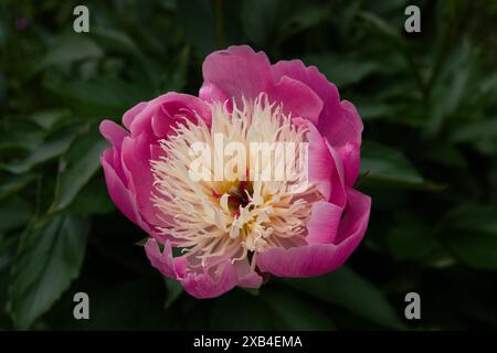 Atemberaubende Schüssel der Schönheit Pfingstrose in voller Blüte. Schichten aus weichen rosafarbenen Blüten mit einem zarten gelben Zentrum. Stockfoto