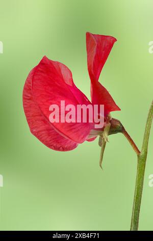 Großaufnahme der Süßerbsenblume Lathyrus Odoratus 'Red Ensign' auf einem diffusen grünen Hintergrund in einem Atelier Stockfoto