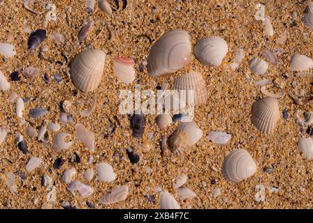 Farbenfrohe Muscheln am Seilebost Beach an der Westküste der Isle of Harris. Stockfoto