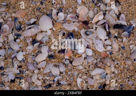 Farbenfrohe Muscheln am Seilebost Beach an der Westküste der Isle of Harris. Stockfoto