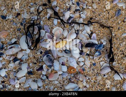 Farbenfrohe Muscheln am Seilebost Beach an der Westküste der Isle of Harris. Stockfoto