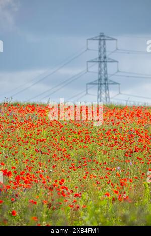 Porträt des sonnigen britischen Mohnfeldes, blühende Blumen, mit großem elektrischen Pylon und Kabeln im Hintergrund. Stockfoto
