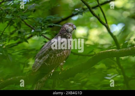 Europäischer Honigbussard (Pernis apivorus), Weibchen im Baum im Laubwald Stockfoto