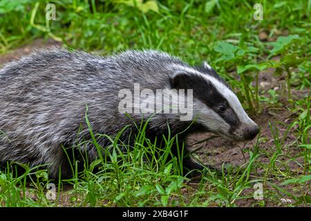 Europäischer Dachs (Meles meles), Nahaufnahme eines vier Monate alten Jungen, der im Frühjahr in Unterholz auf der Suche ist Stockfoto