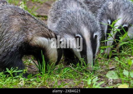 Europäische Dachse (Meles meles), Nahaufnahme von zwei vier Monate alten Jungen auf der Suche nach Regenwürmern und Insekten mit Mutter auf der Wiese im Frühjahr Stockfoto