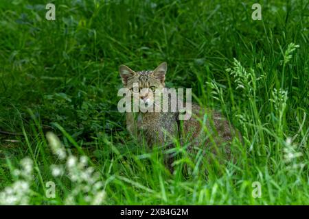 Europäische Wildkatze / Wildkatze (Felis silvestris silvestris) jagen auf Wiesen / Grünland Stockfoto