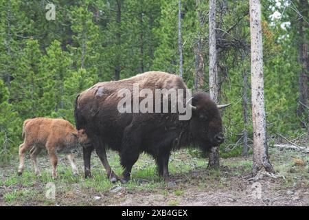 Red Dog oder Calf Bison versuchen, Milch von Mutter Bison im Yellowstone National Park zu trinken. Stockfoto