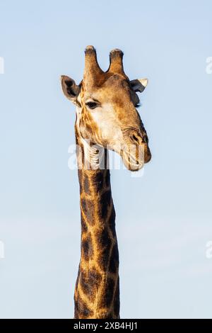 Giraffe (Giraffa camelopardalis), die im privaten Naturschutzgebiet Timbavati abhängen Stockfoto