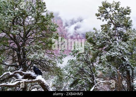 Raven chillen bei Hermit's Rest im Grand Canyon National Park, Arizona Stockfoto