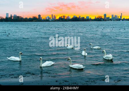 Schwäne während Sonnenuntergang Sieben Schwäne schwimmen bei Sonnenuntergang. Rotterdam, Niederlande. Rotterdam Kralingse Plas Zuid-Holland Nederland Copyright: XGuidoxKoppesxPhotox Stockfoto