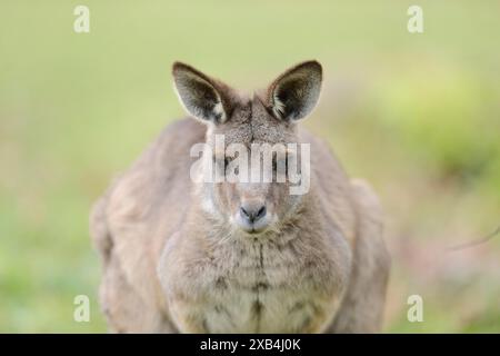 Nahaufnahme eines östlichen grauen Kängurus (Macropus giganteus) Stockfoto