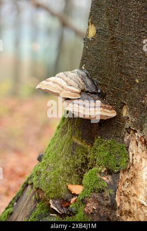 Tinderpilz (Fomes fomentarius) auf einem Baumstamm der europäischen Buche (Fagus sylvatica) im Herbst Stockfoto