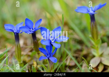 Nahaufnahme von Spring Gentian (Gentiana verna) auf einer Wiese im Frühjahr, Bayern, Deutschland Stockfoto