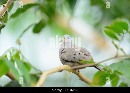 Nahaufnahme einer Quetschgrube (Columbina cruziana) in einem Tropenhaus, Deutschland Stockfoto