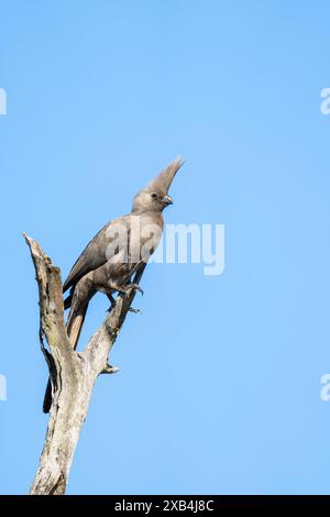 Grauer Vogel, der auf einem Baum in Südafrika sitzt Stockfoto