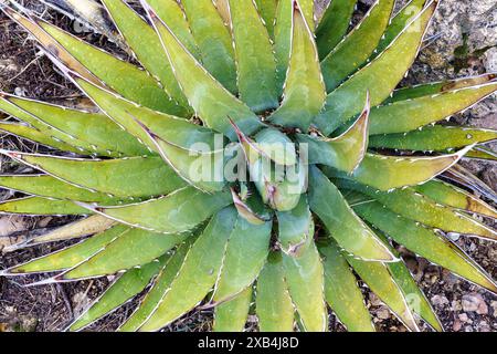 Detail eines Agave-Kaktus am Südrand im Grand Canyon National Park, Arizona Stockfoto