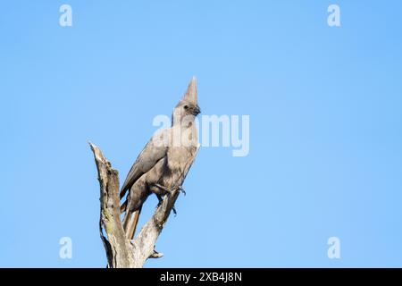 Grauer Vogel, der auf einem Baum in Südafrika sitzt Stockfoto