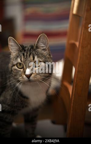 Eine häusliche Tabbykatze mit ausdrucksstarken Augen, die neben einem Holzstuhl steht Stockfoto