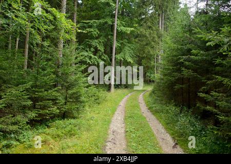 Schotterweg, der sich durch einen dichten Wald mit üppigem Grün schlängelt, bietet eine friedliche und natürliche Umgebung, Bayern Stockfoto