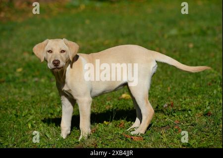 Ein Labrador Retriever Welpe steht auf einer grünen Wiese und schaut neugierig in die Kamera, Bayern Stockfoto