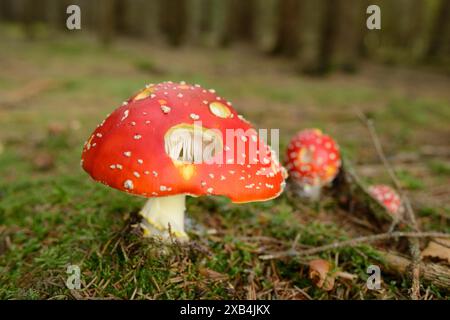 Fliegenpilz (Amanita muscaria) auf einem moosigen Waldgrund in Bayern Stockfoto