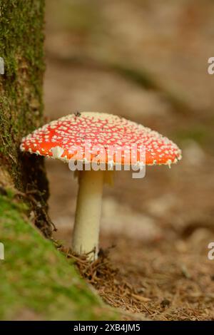 Fliegenpilz (Amanita muscaria) auf einem Waldgrund in Bayern Stockfoto