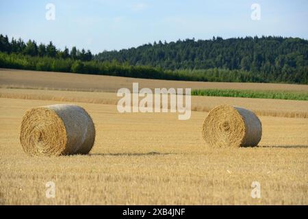 Zwei Heuballen auf einem weiten Feld an einem sonnigen Tag mit bewaldetem Hintergrund, Oberpfalz Stockfoto