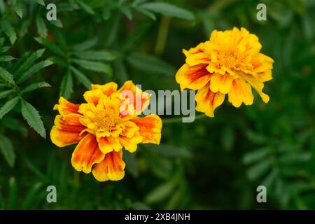 Zwei leuchtende Ringelblumen mit gelben und orangen Blüten, umgeben von grünen Blättern, Tagetes, Bayern Stockfoto