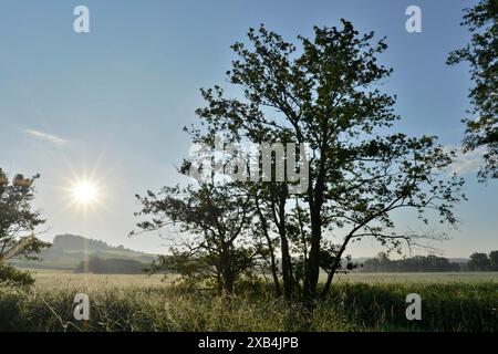 Ein Baum auf einem Feld im frühen Morgenlicht, die Sonne geht gerade auf und erleuchtet die Landschaft, Oberpfalz Stockfoto