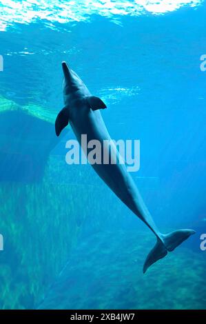 Großer Tümmler (Tursiops truncatus), der unter Wasser taucht Stockfoto