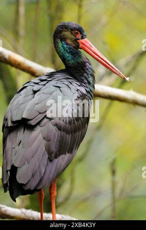 Nahaufnahme eines Schwarzstorchs (Ciconia nigra) in einem Wald, bayerischer Wald Nationalpark Stockfoto