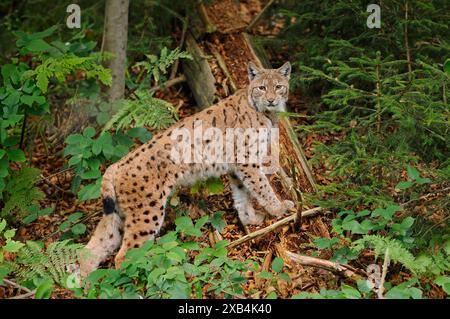 Eurasischer Luchs (Lynx Luchs) s im Herbstwald, Nationalpark Bayerischer Wald Stockfoto