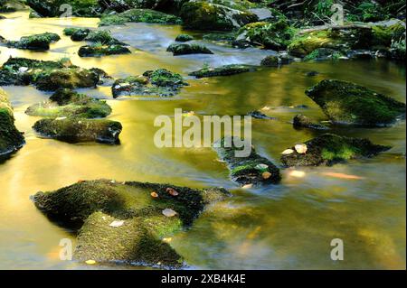 Bach mit moosbedeckten Steinen in einem Wald im Herbst, das Wasser scheint Golden, Saussbachklamm, Nationalpark Bayerischer Wald Stockfoto